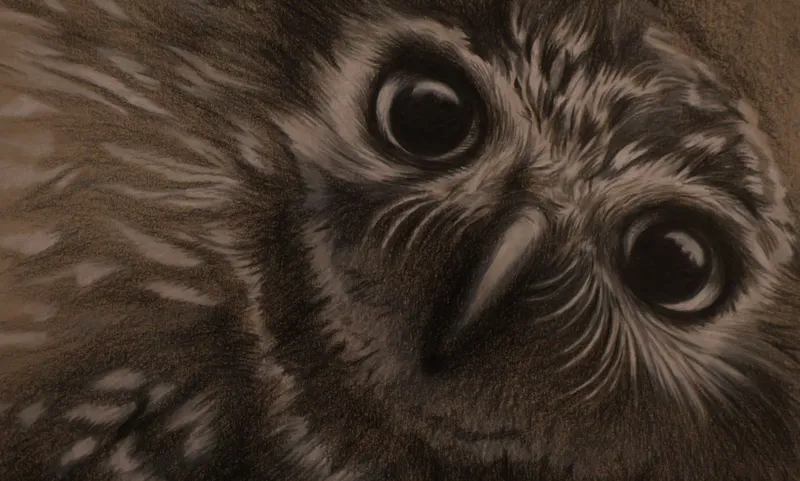Pencil Owl