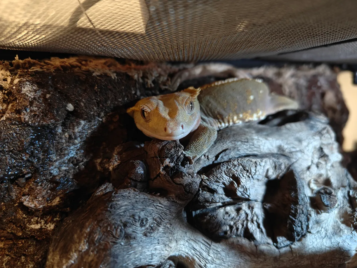 Crested gecko thriving in the custom-built ecosystem