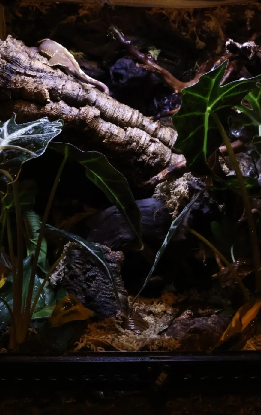 Crested gecko ecosystem enclosure