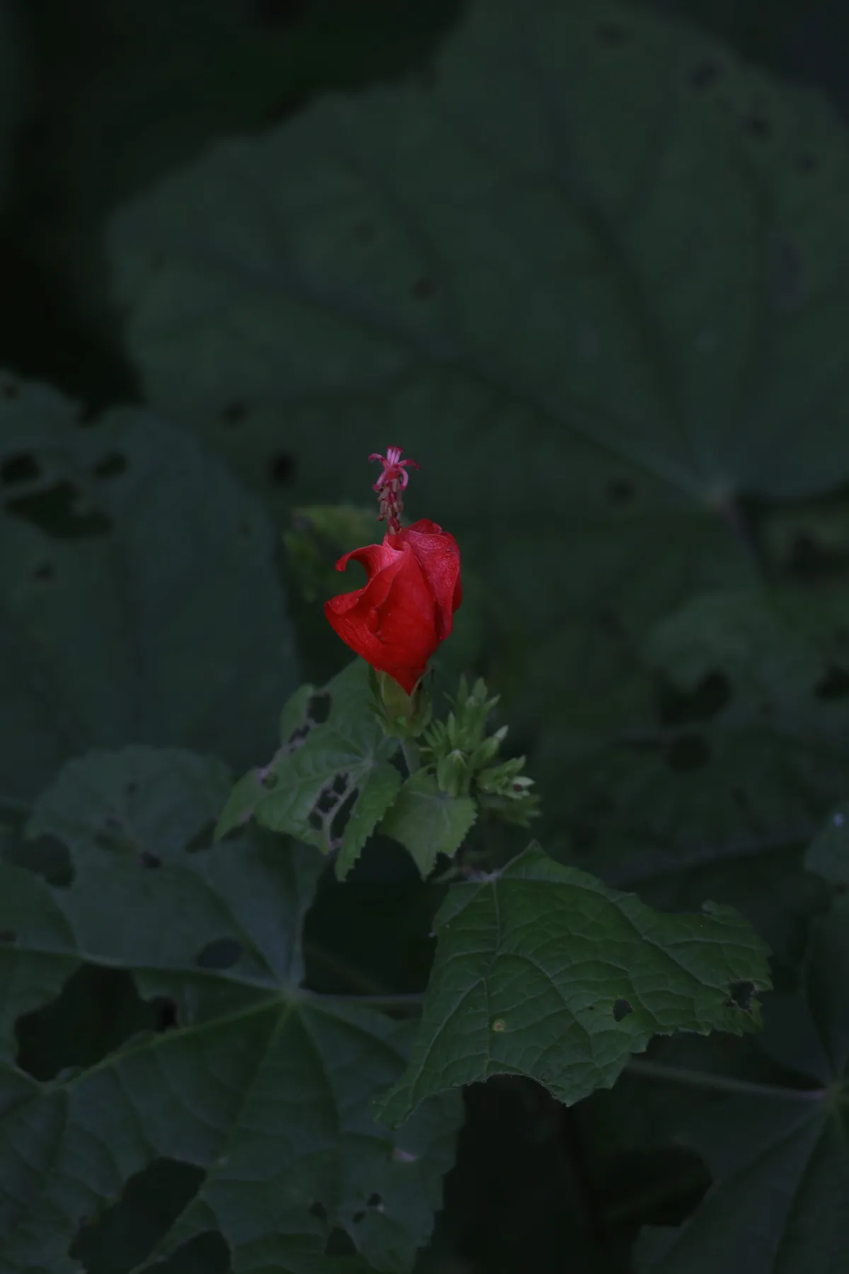Red flower, nature macro photography
