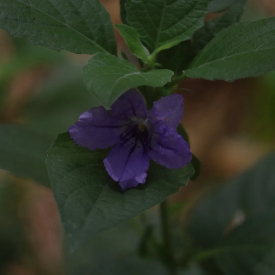 Purple flower, nature macro photography
